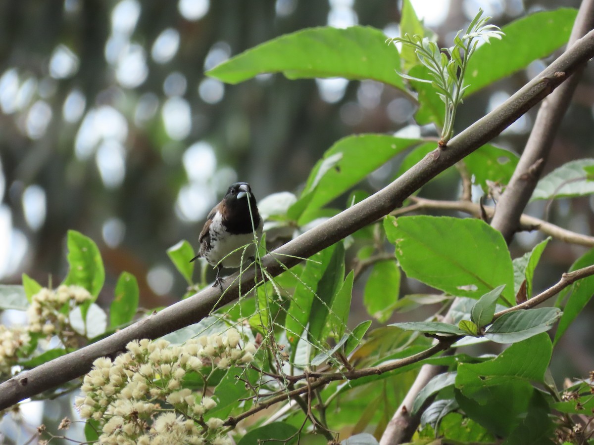 Bronze Mannikin - ML646346497