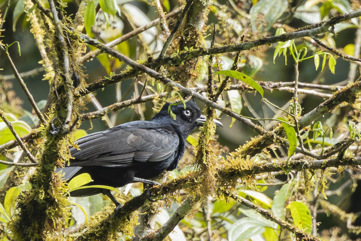 Amazonian Umbrellabird - ML646346498