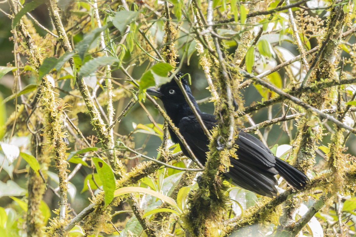 Amazonian Umbrellabird - ML646346499
