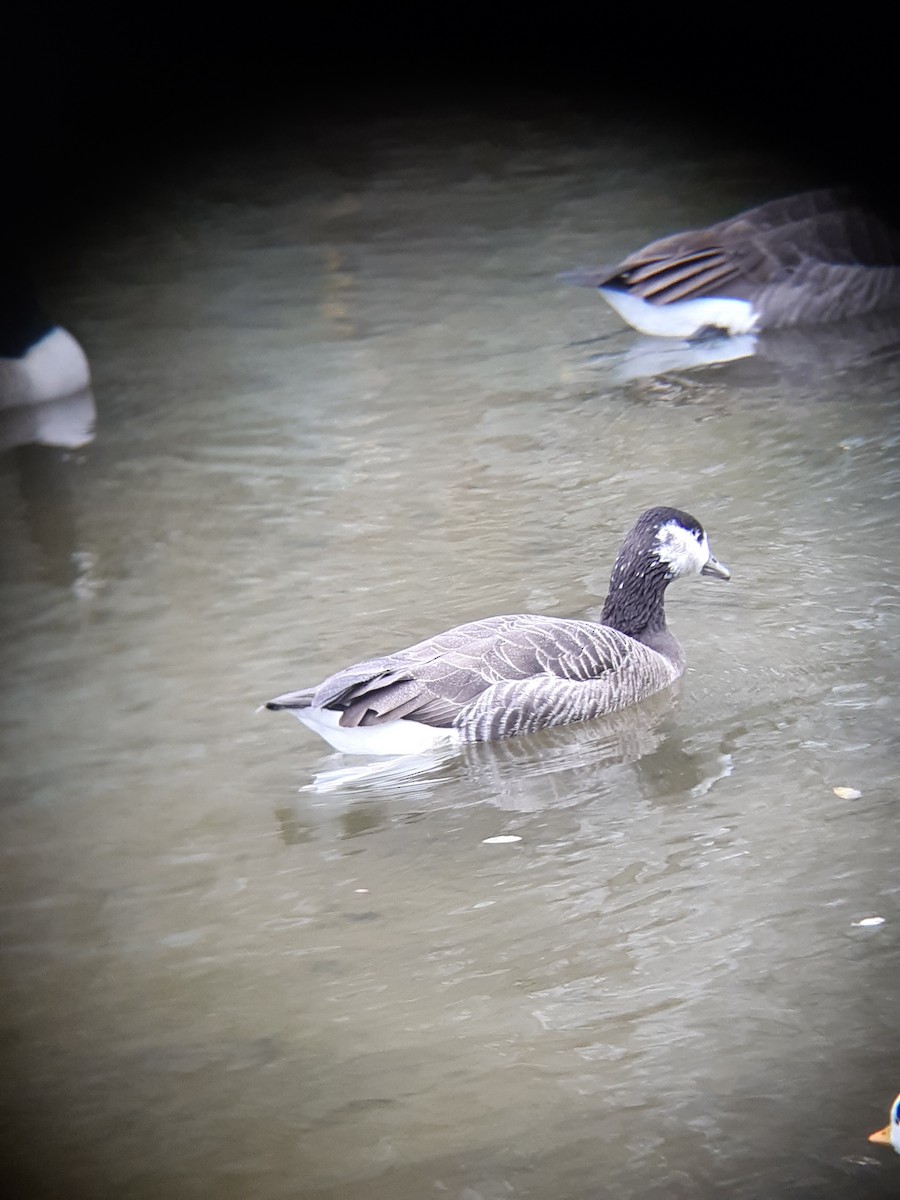 Graylag x Canada Goose (hybrid) - ML646346501