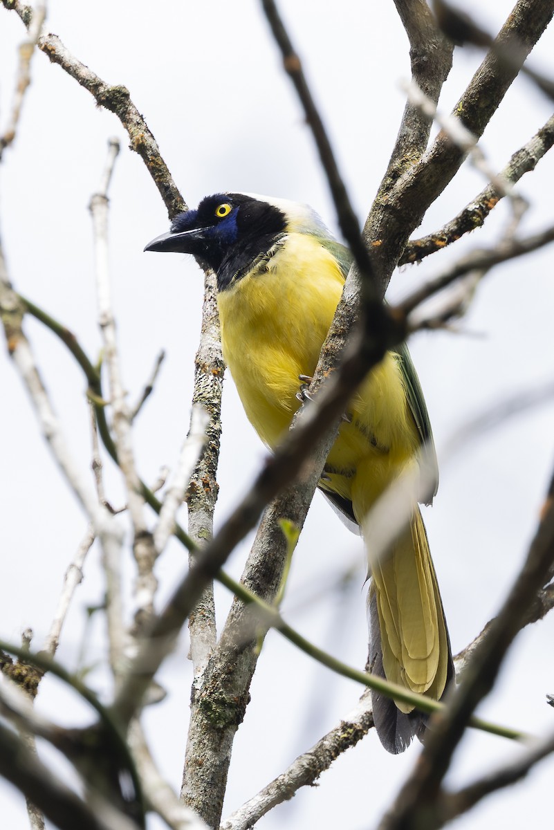 Green Jay - ML646346505