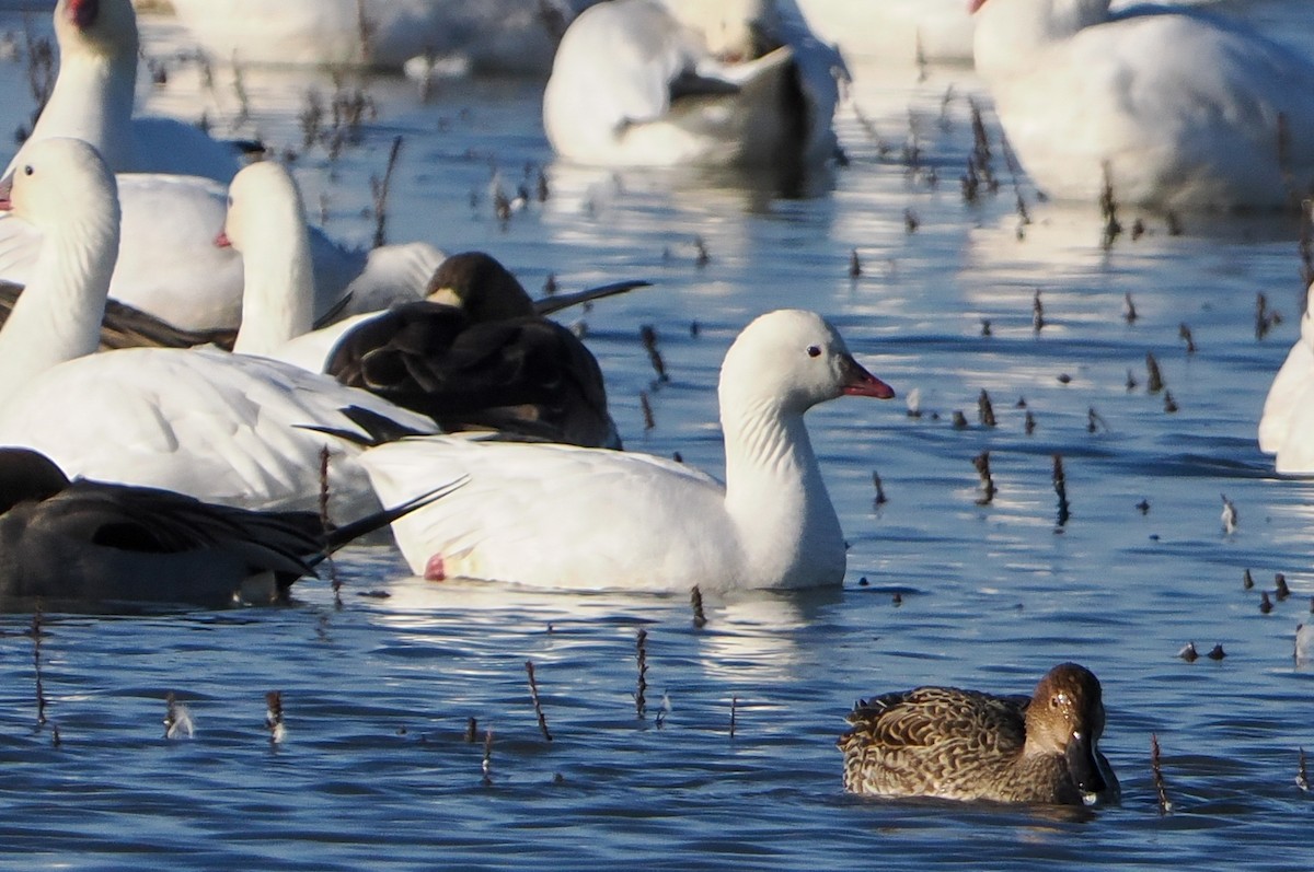 Ross's Goose - ML646346506