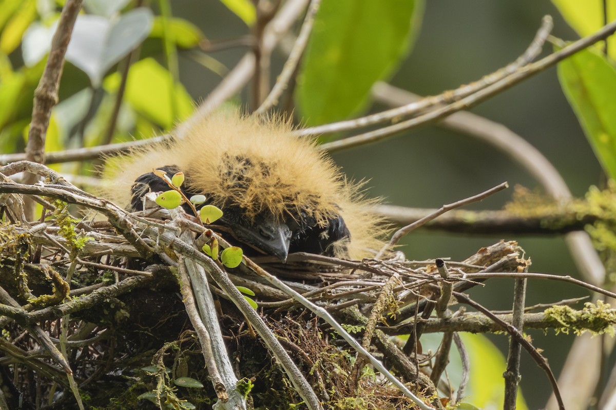 Amazonian Umbrellabird - ML646346507