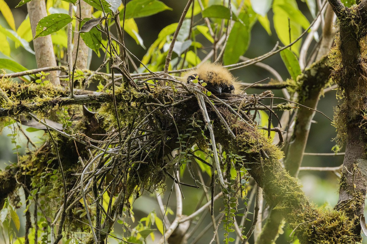 Amazonian Umbrellabird - ML646346508