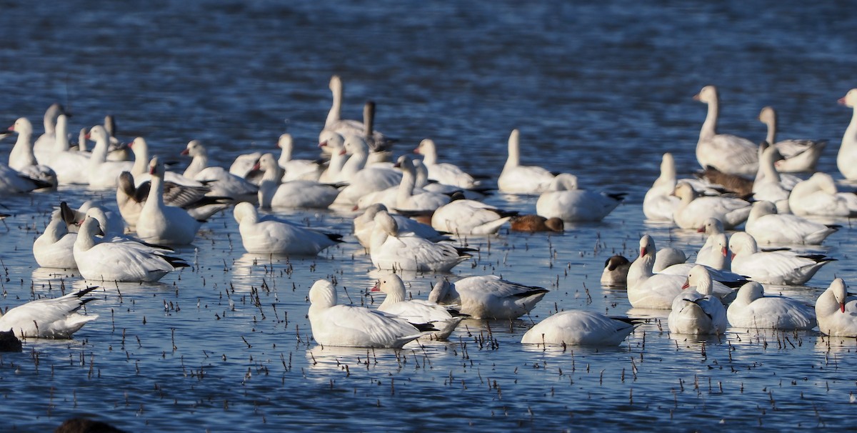 Ross's Goose - ML646346510