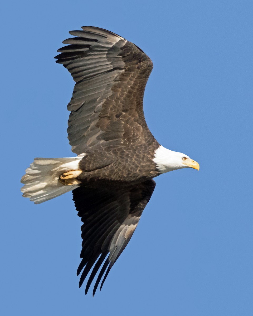 Bald Eagle - ML646346511