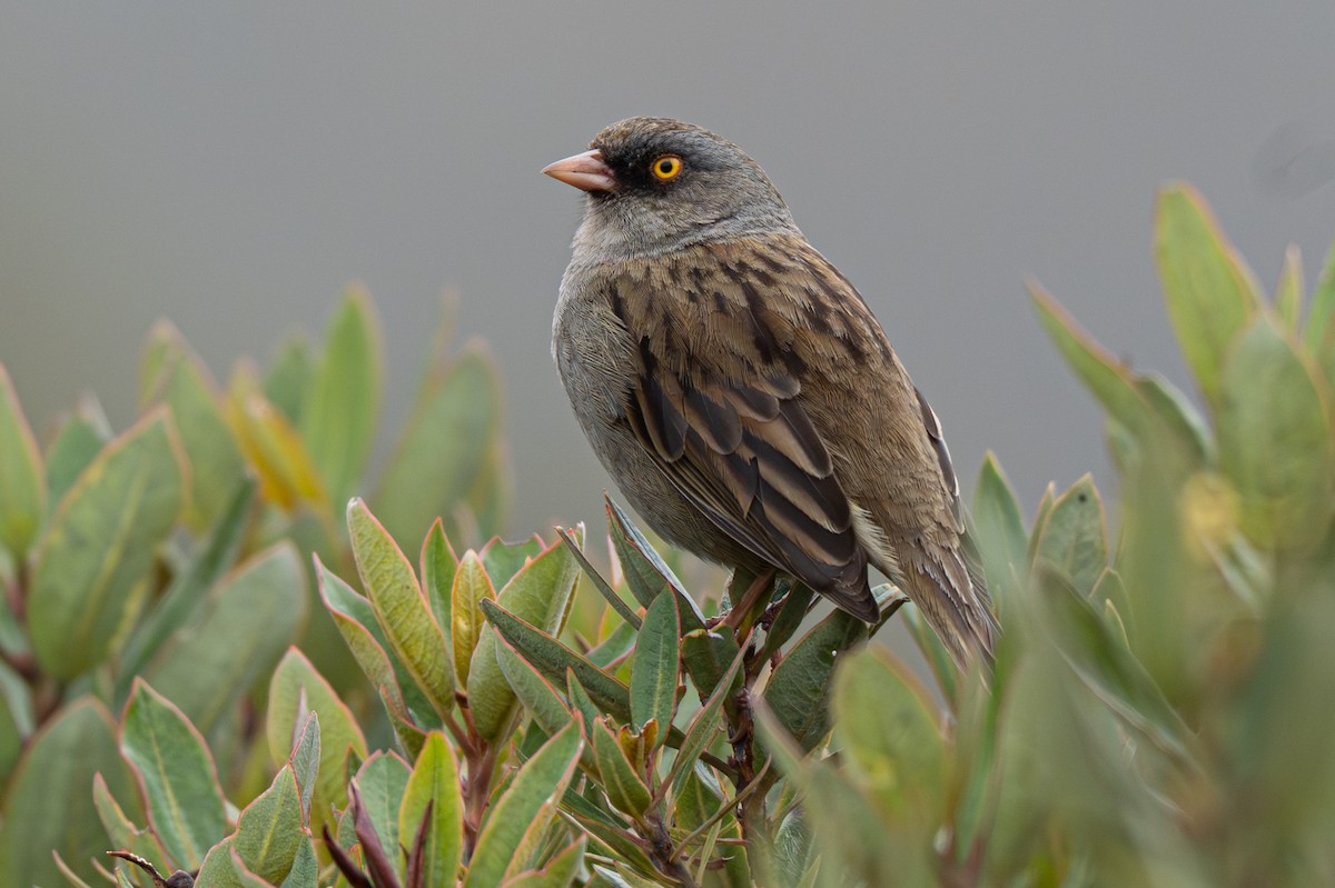 Volcano Junco - ML646346512