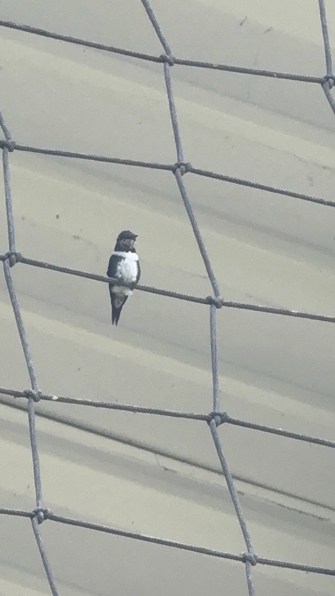 White-bellied Woodstar - ML646346513