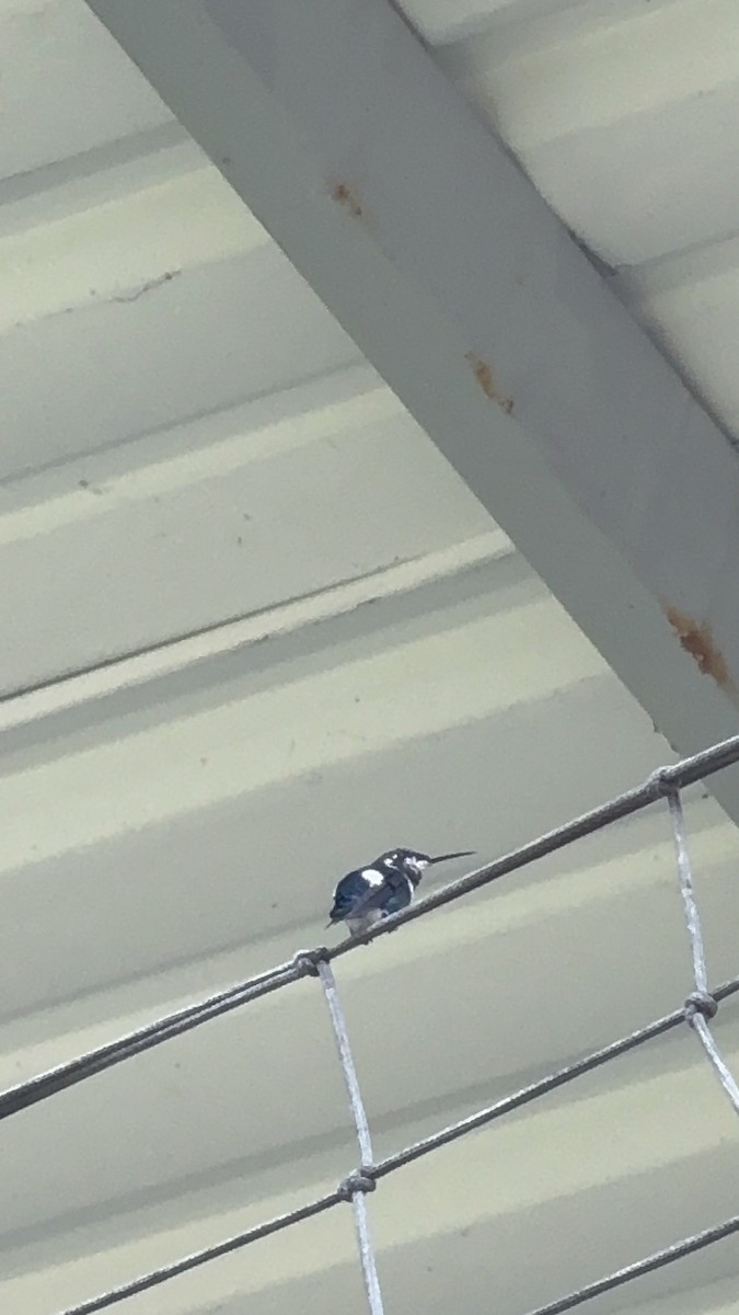 White-bellied Woodstar - ML646346514