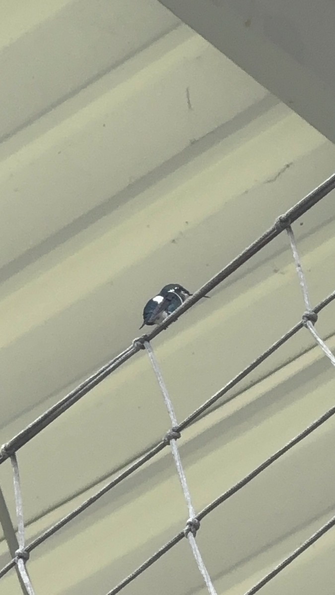 White-bellied Woodstar - ML646346515