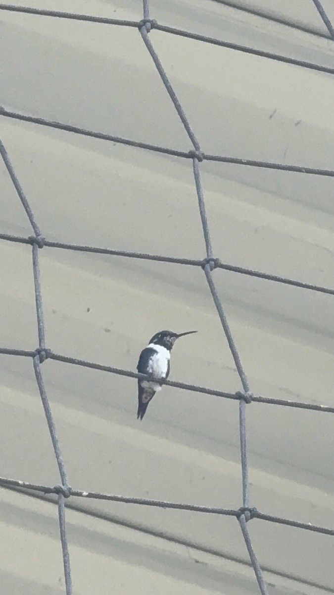 White-bellied Woodstar - ML646346516