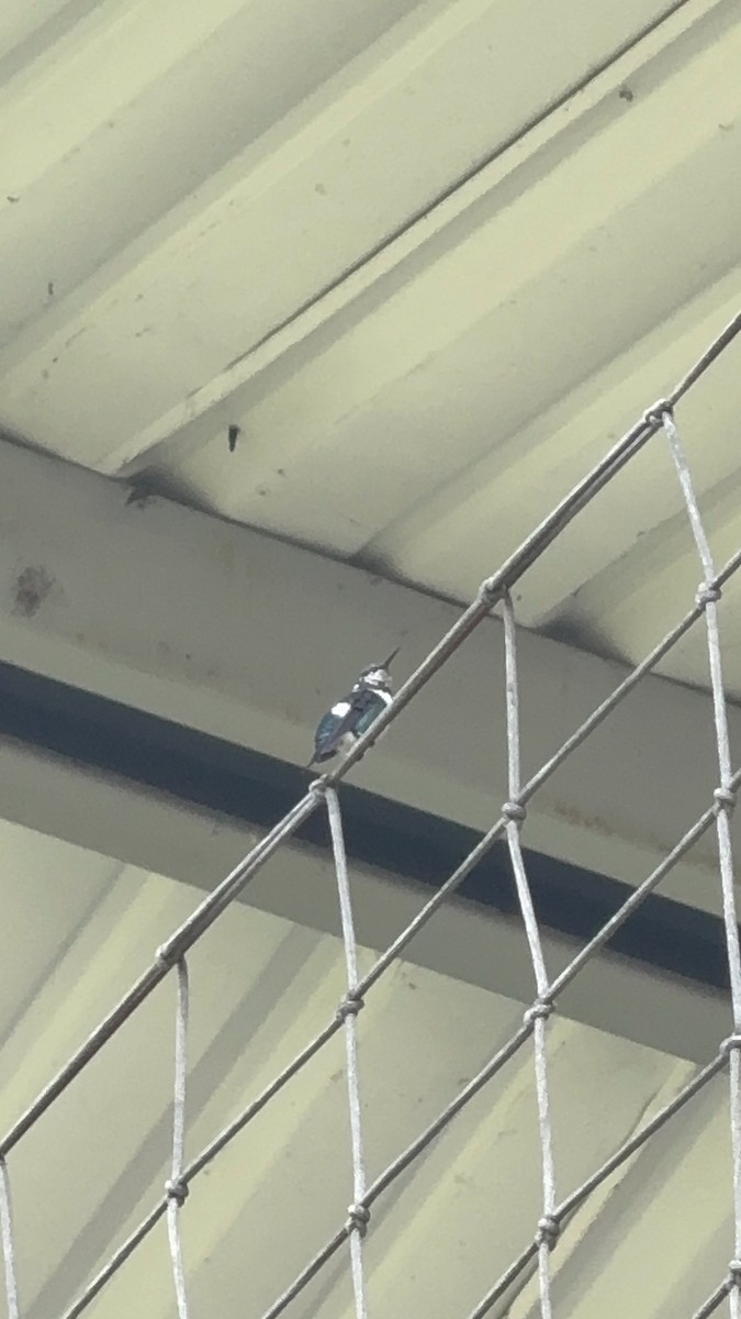 White-bellied Woodstar - ML646346517