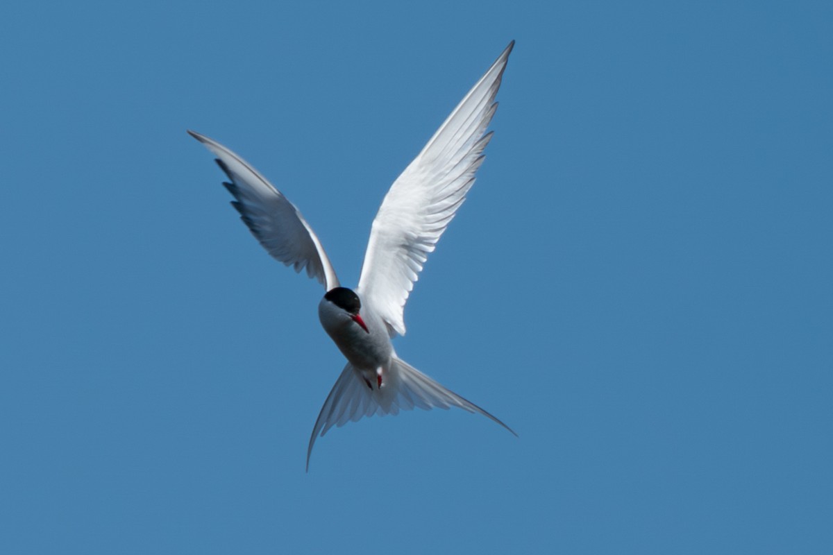 Arctic Tern - ML646346519