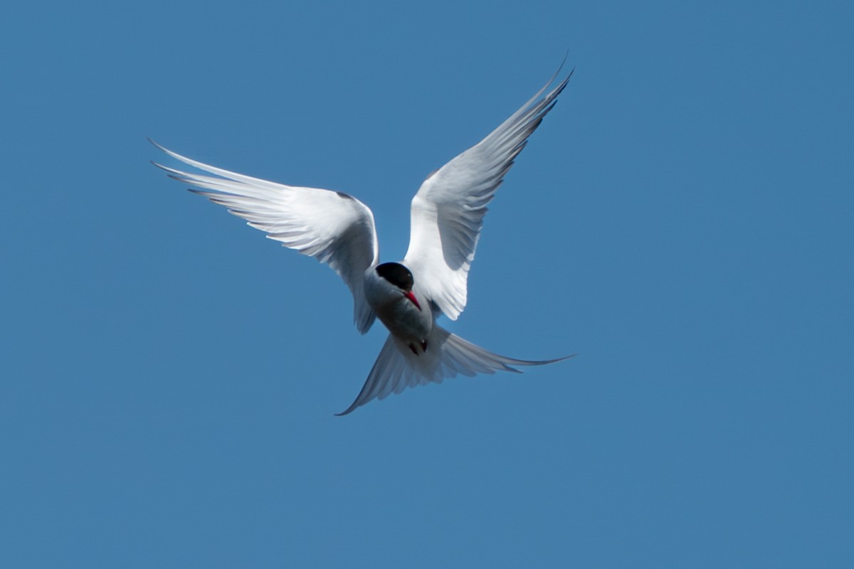 Arctic Tern - ML646346520