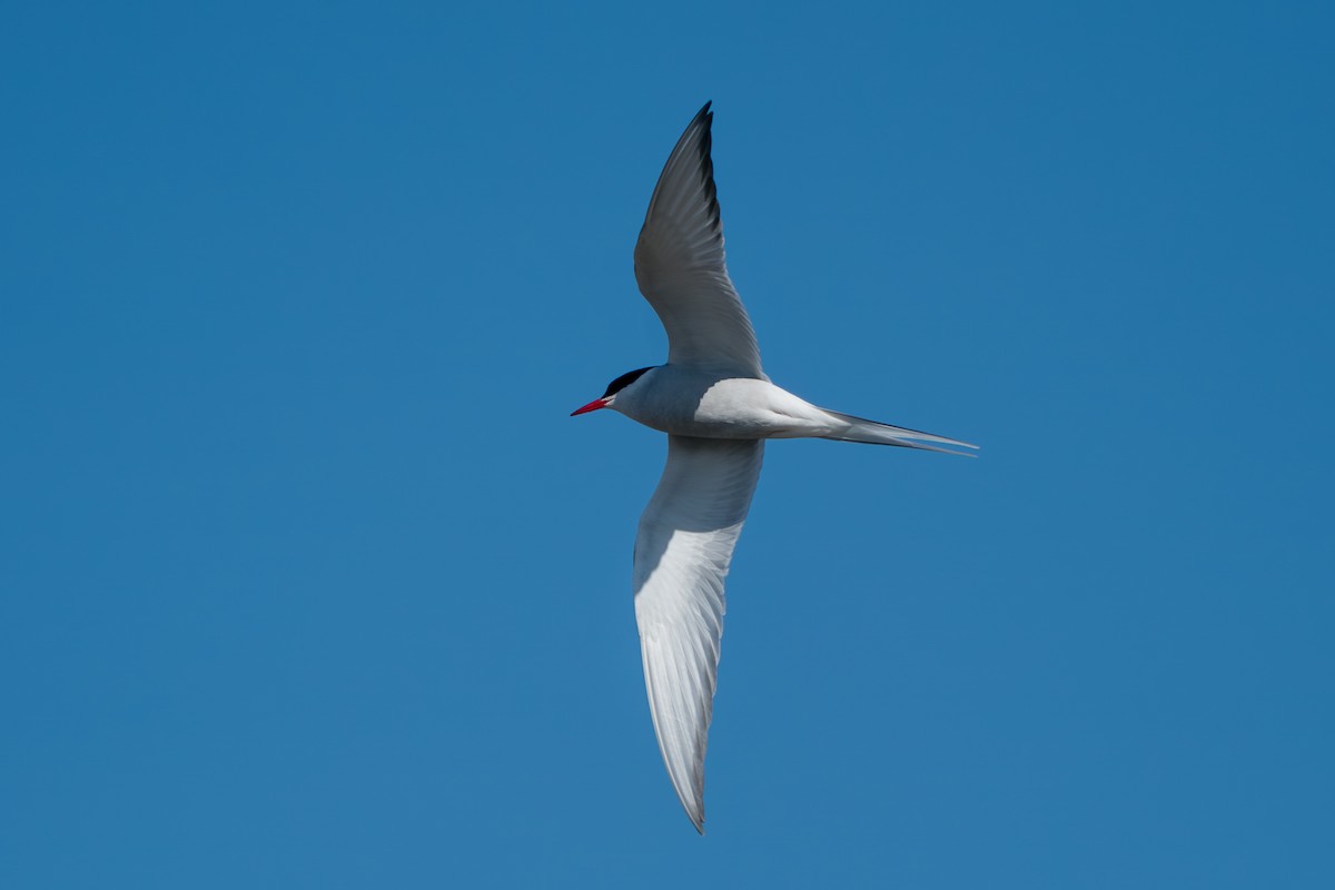 Arctic Tern - ML646346521