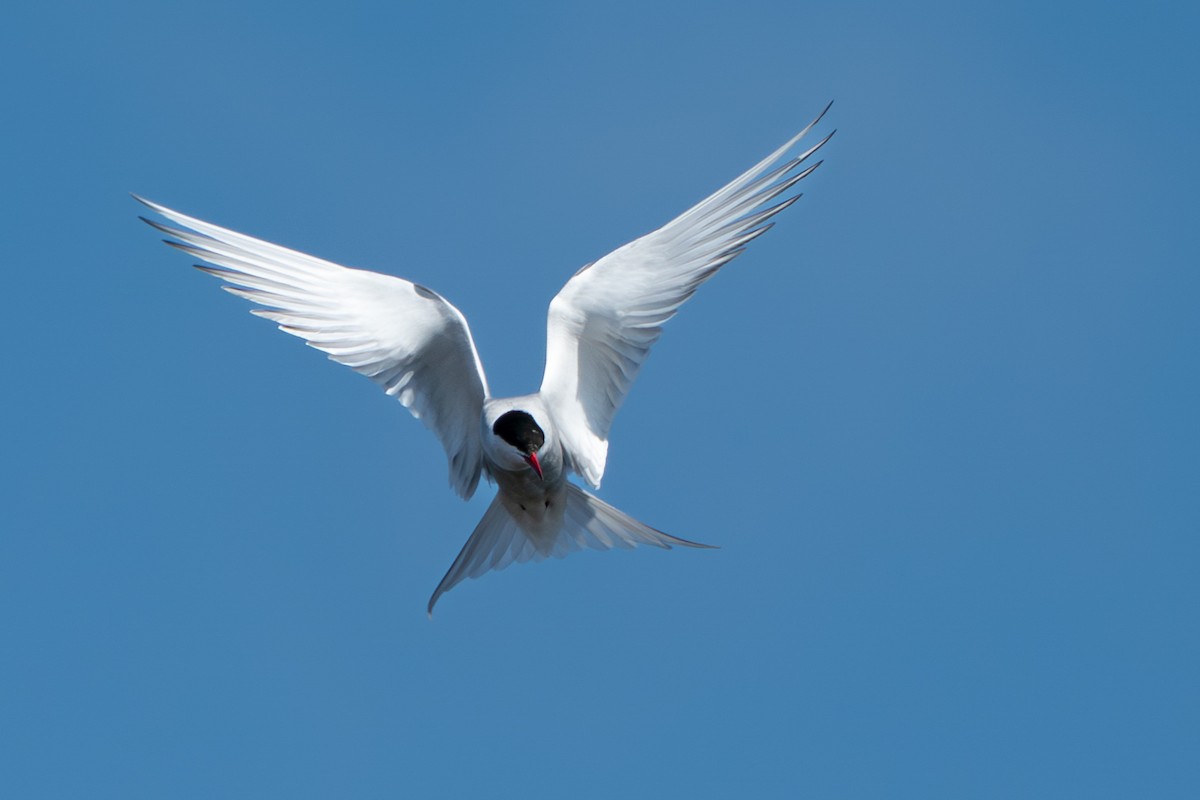 Arctic Tern - ML646346522
