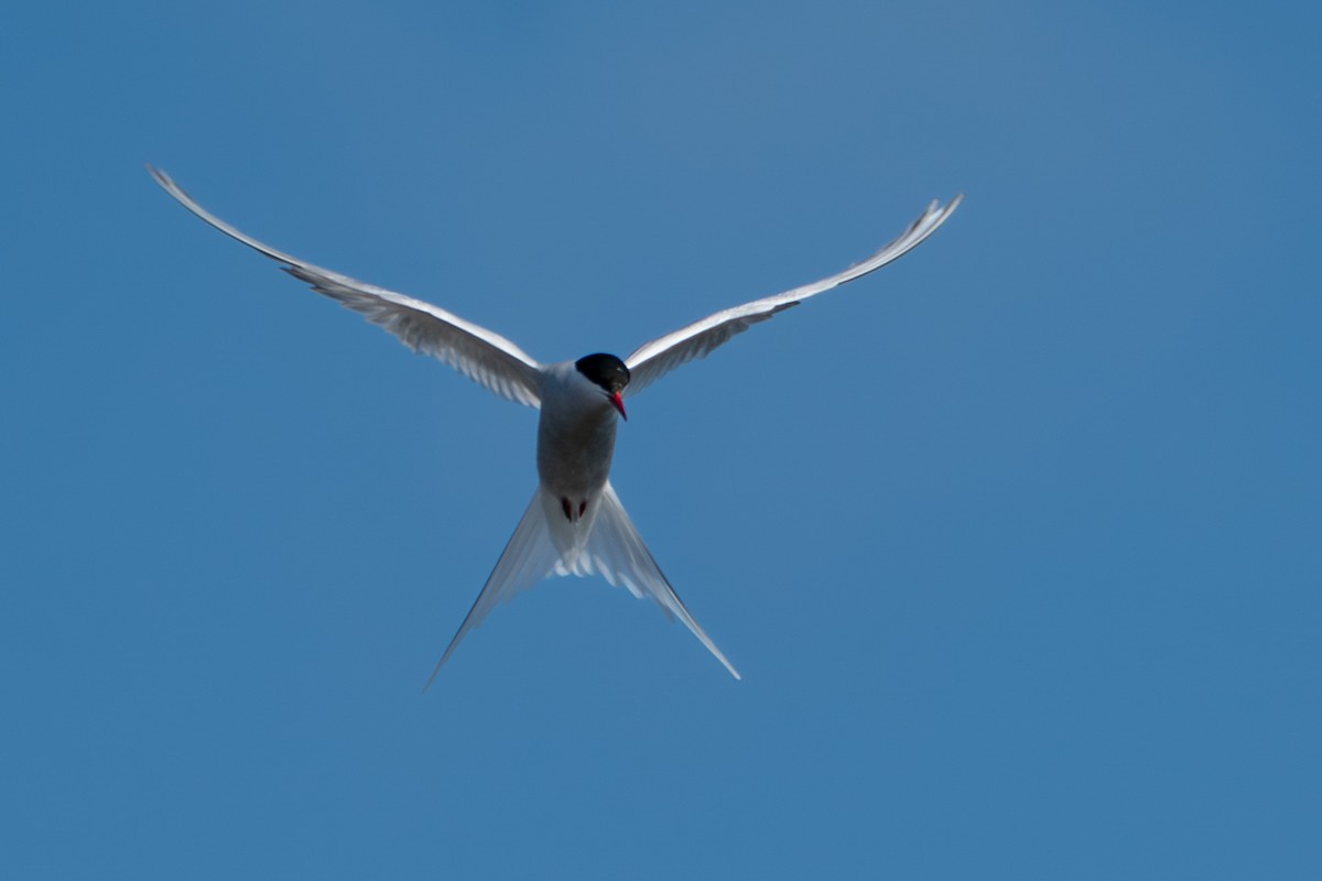 Arctic Tern - ML646346523
