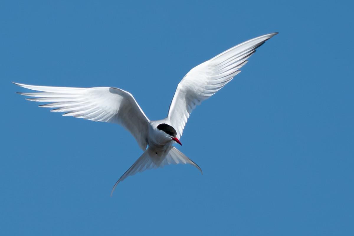 Arctic Tern - ML646346525