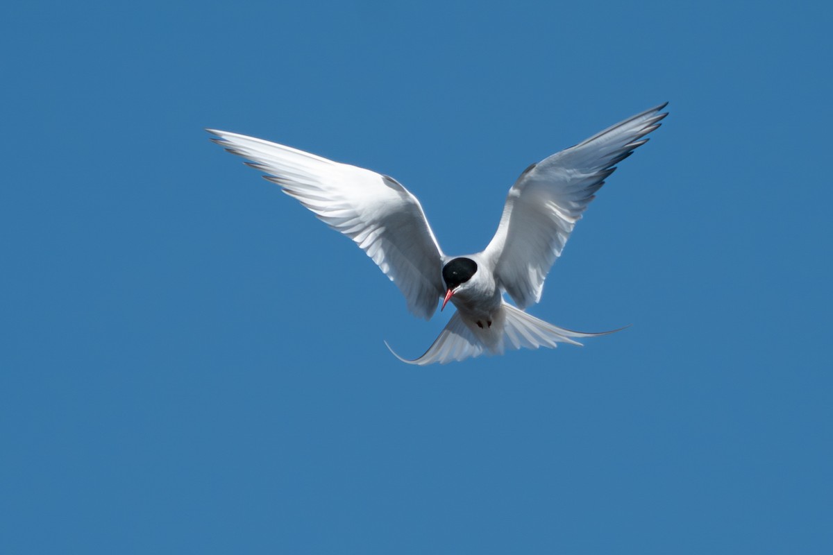 Arctic Tern - ML646346526
