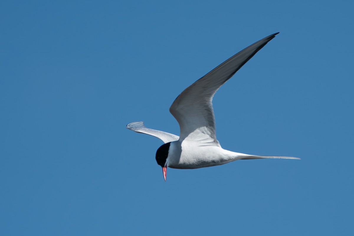 Arctic Tern - ML646346527