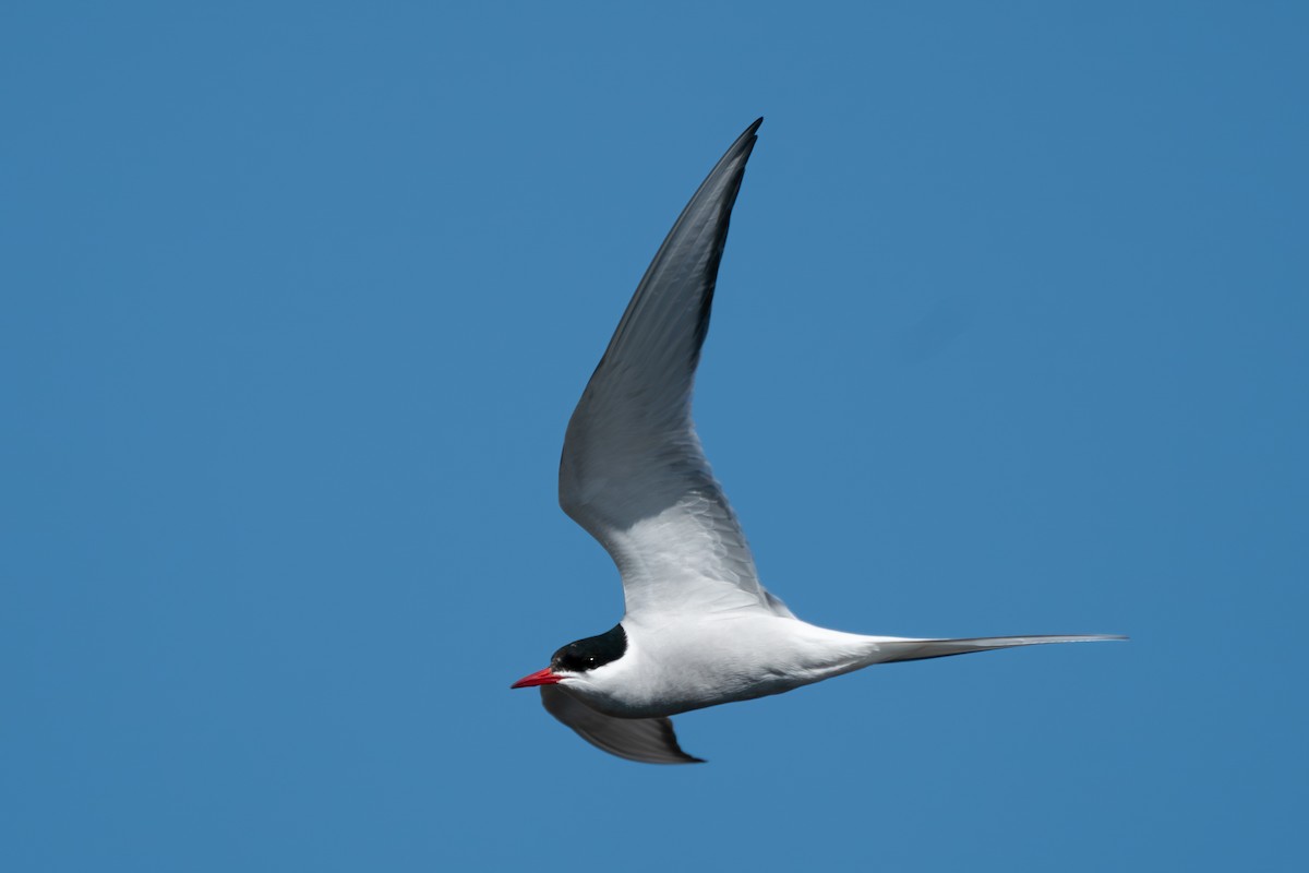 Arctic Tern - ML646346528