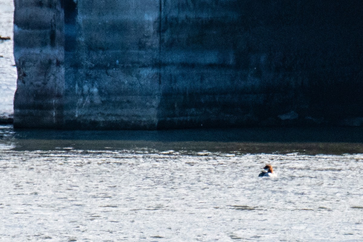 川秋沙 - ML646346531