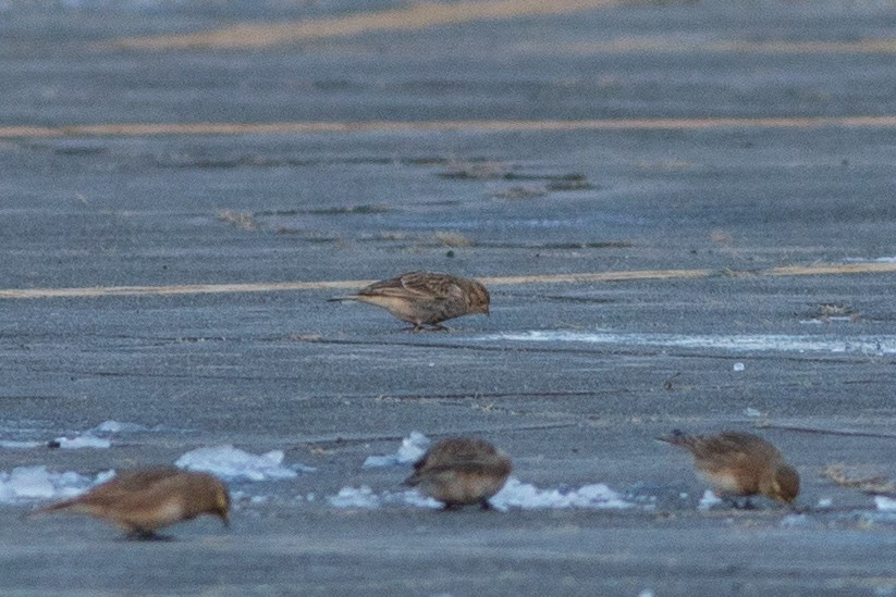 Chestnut-collared Longspur - ML646346533