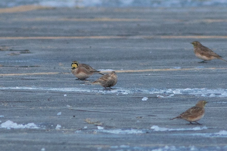 Chestnut-collared Longspur - ML646346534