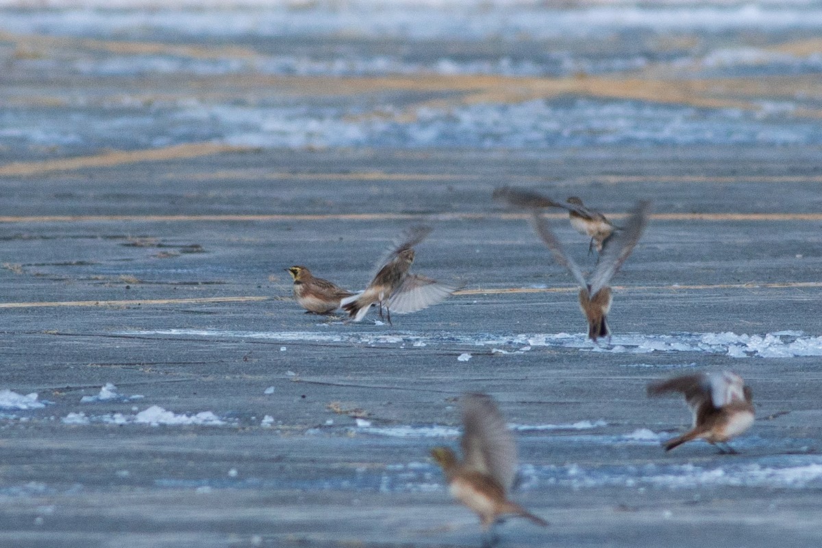 Chestnut-collared Longspur - ML646346535