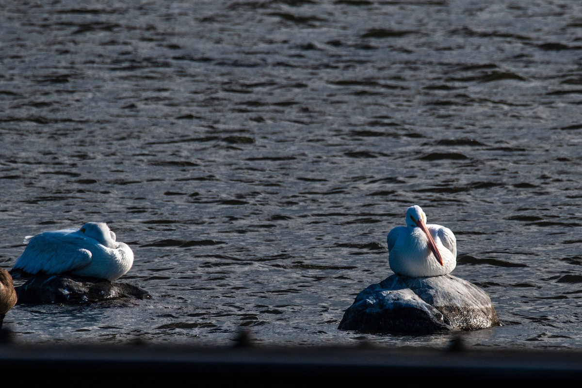 American White Pelican - ML646346536