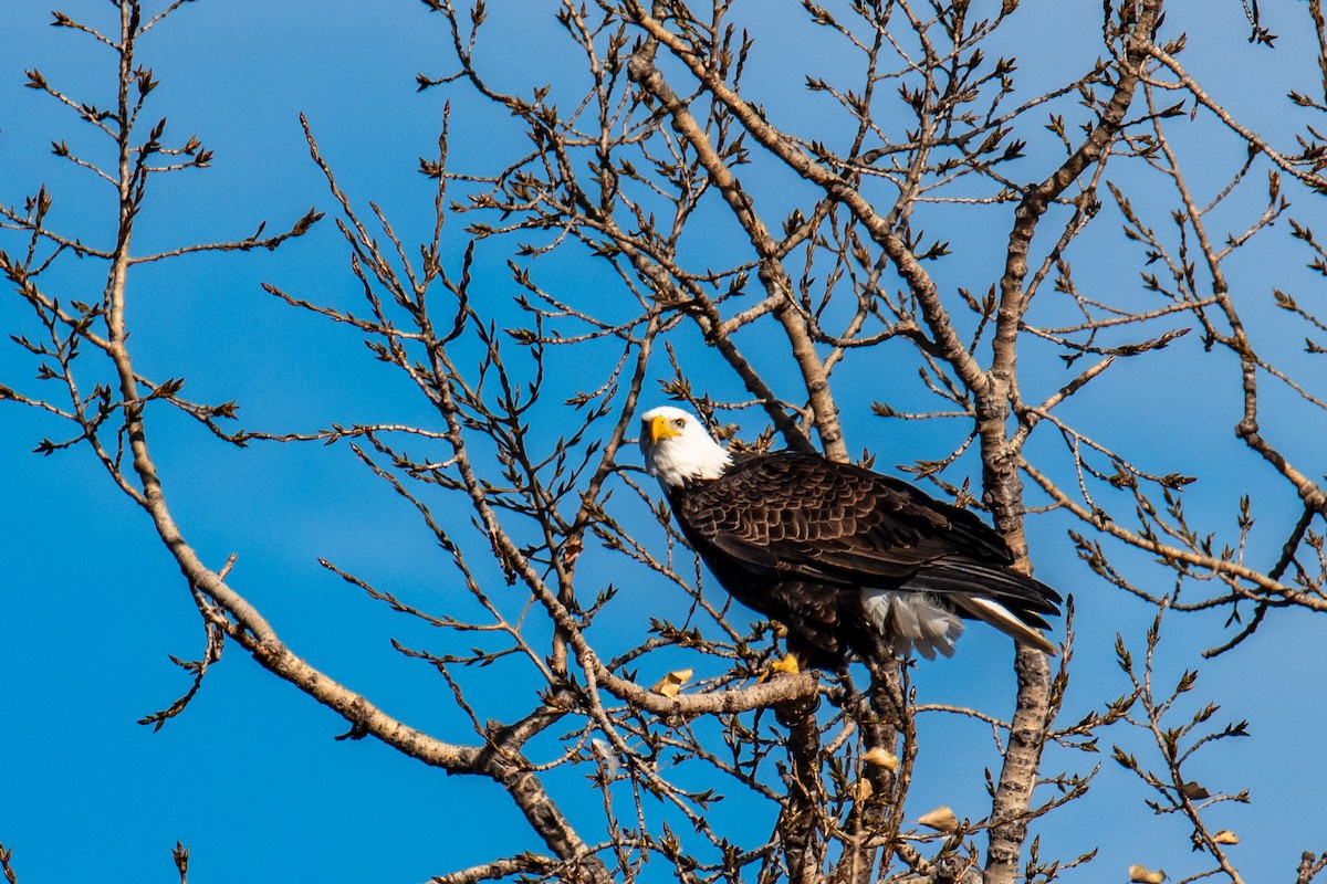 Bald Eagle - ML646346537