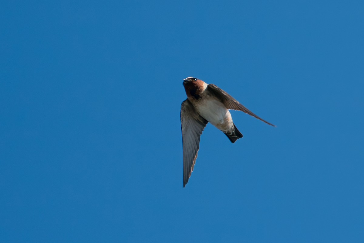 Cliff Swallow - ML646346540