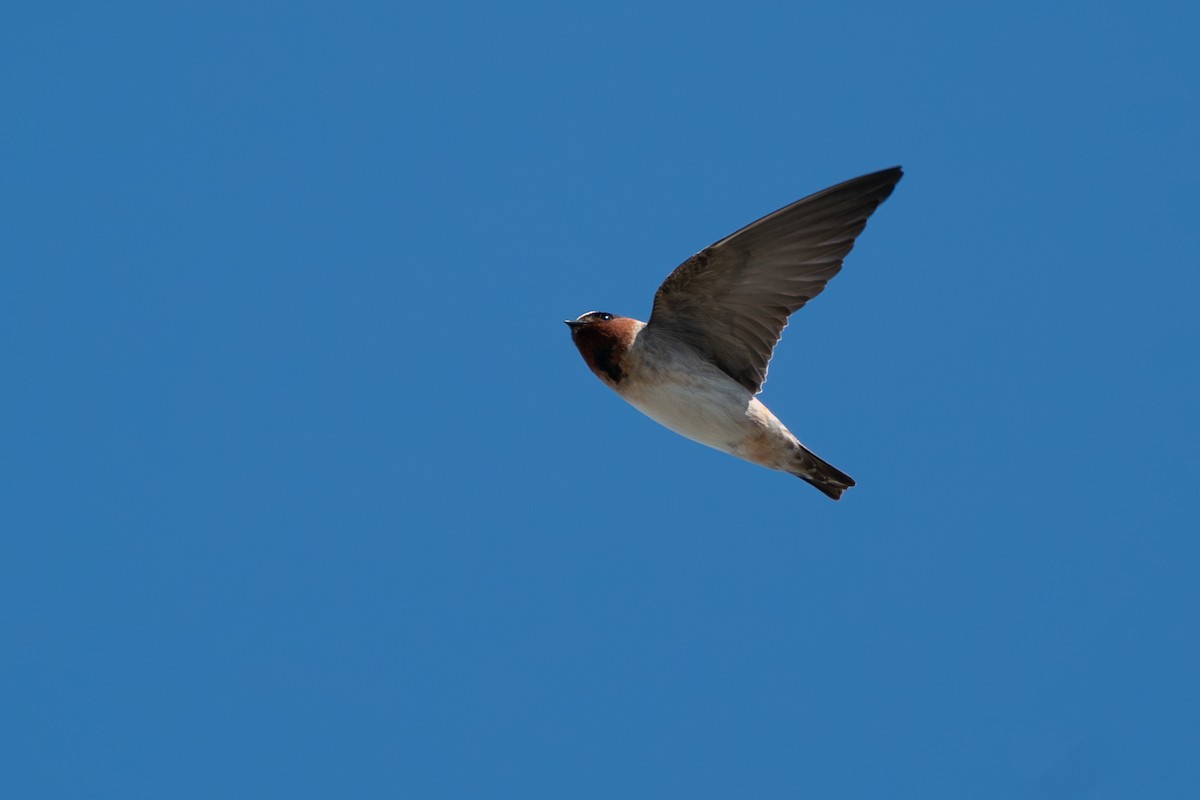 Cliff Swallow - ML646346541