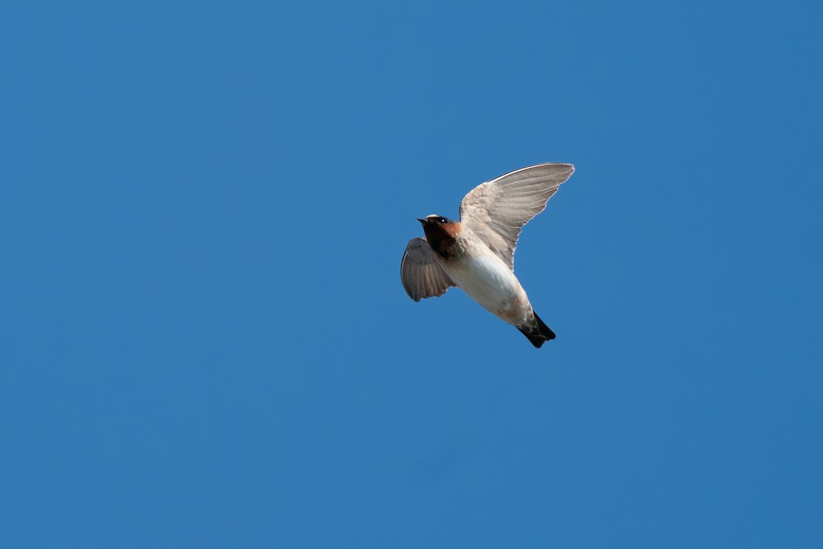 Cliff Swallow - ML646346542