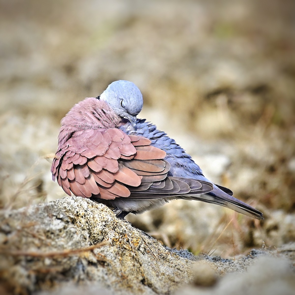 Red Collared-Dove - ML646346544