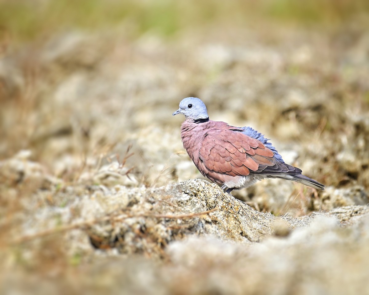 Red Collared-Dove - ML646346545