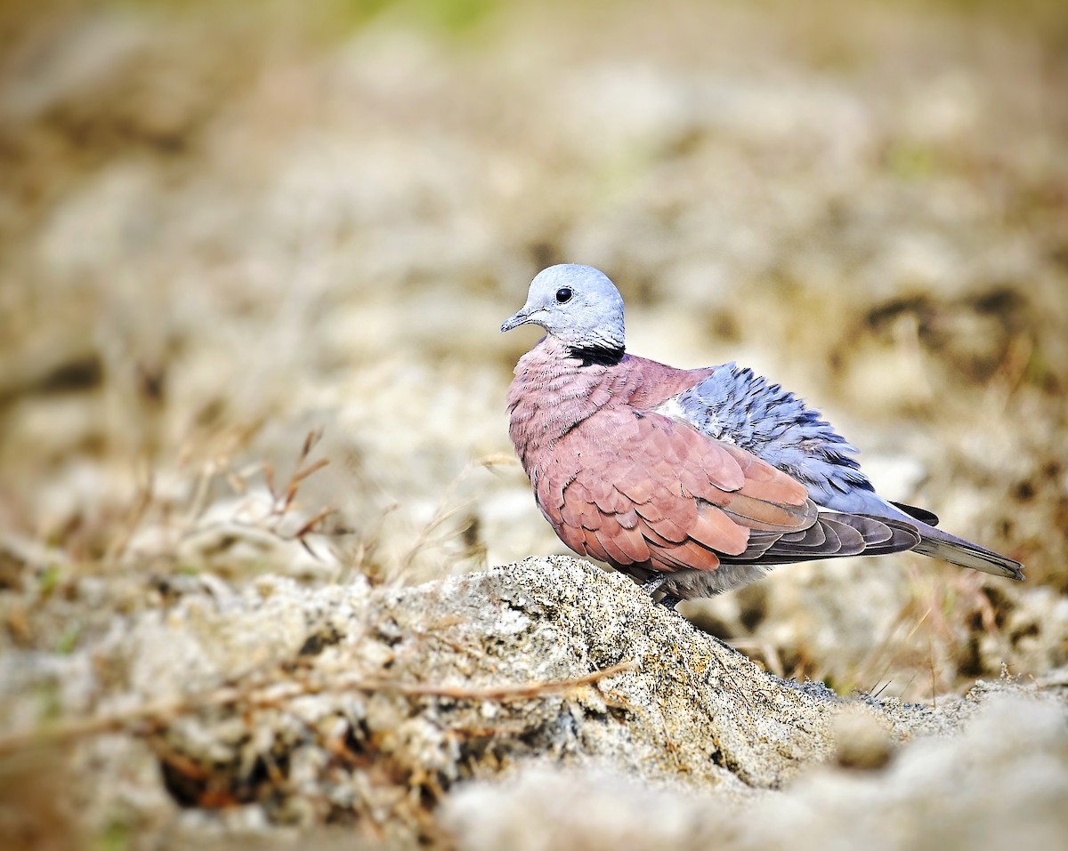 Red Collared-Dove - ML646346546