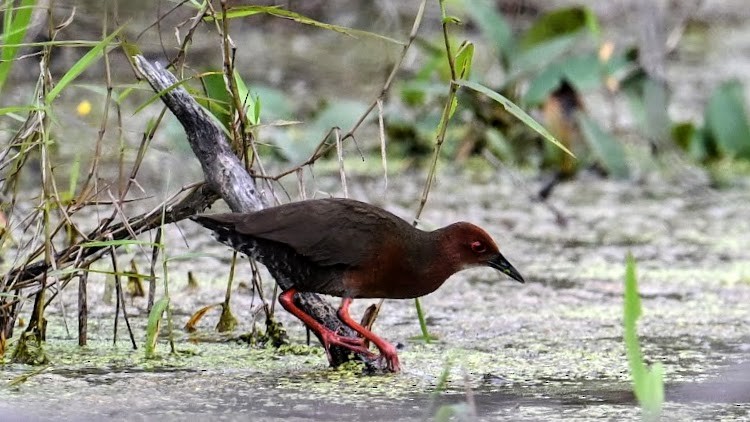 Ruddy-breasted Crake - ML646346548