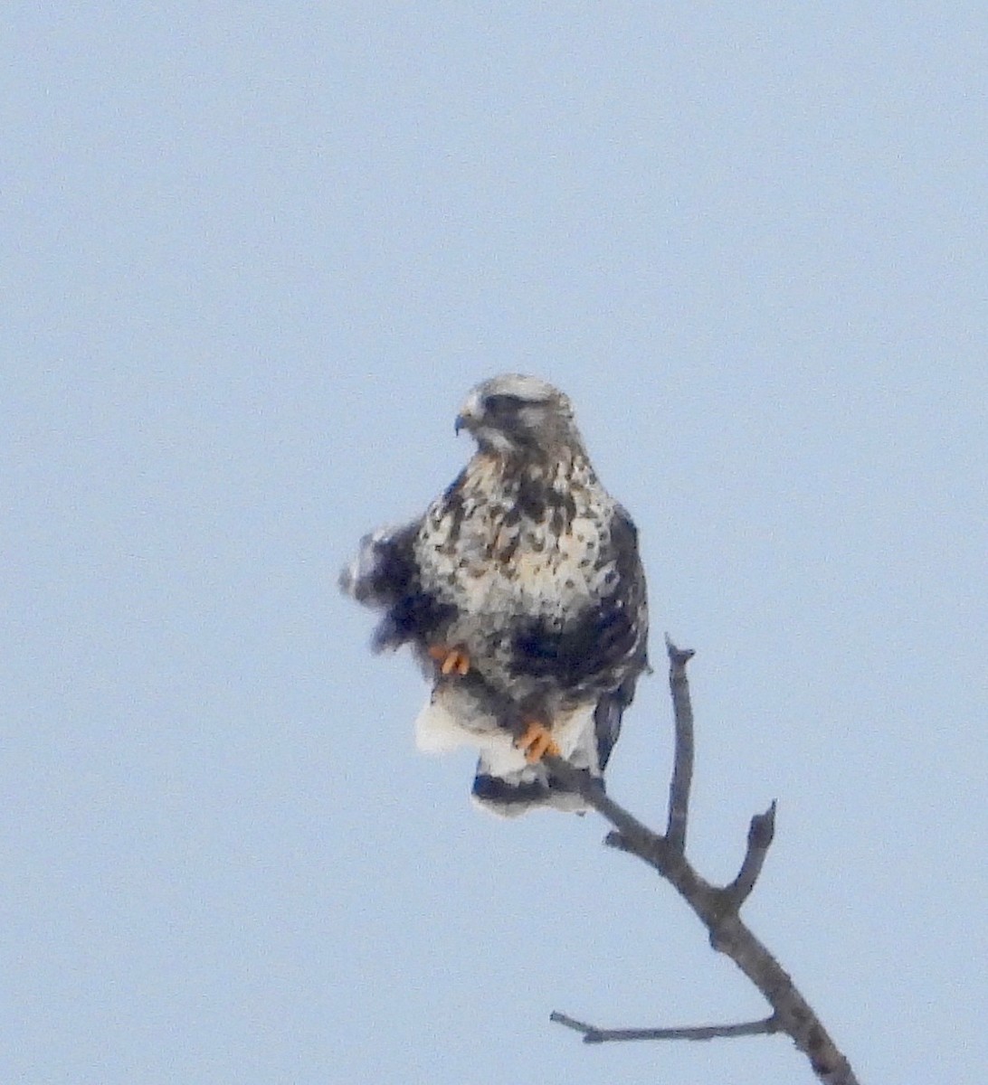 Rough-legged Hawk - ML646346550