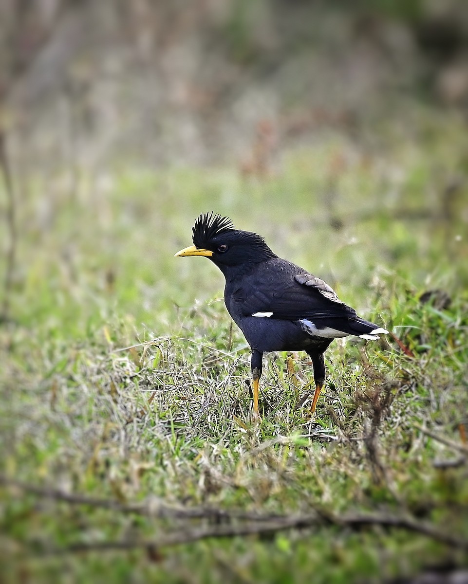 Great Myna - ML646346552