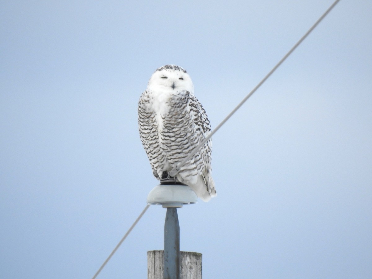 Snowy Owl - ML646346554