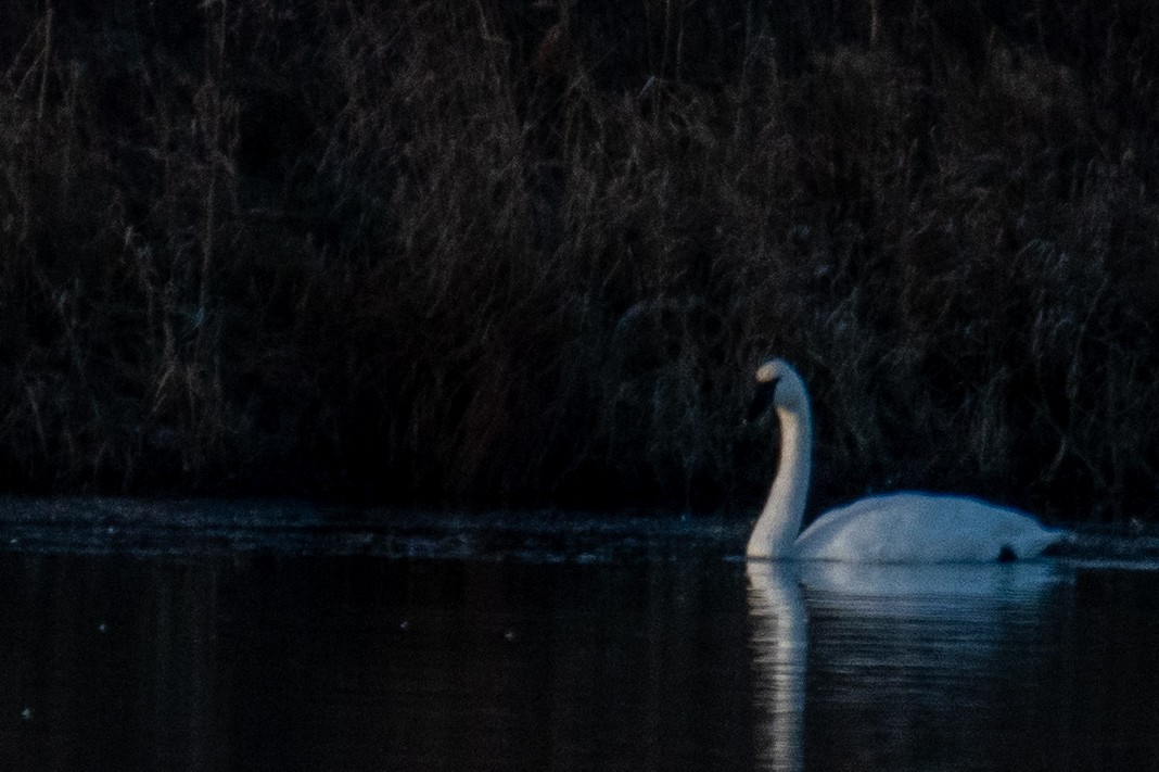 Tundra Swan - ML646346555