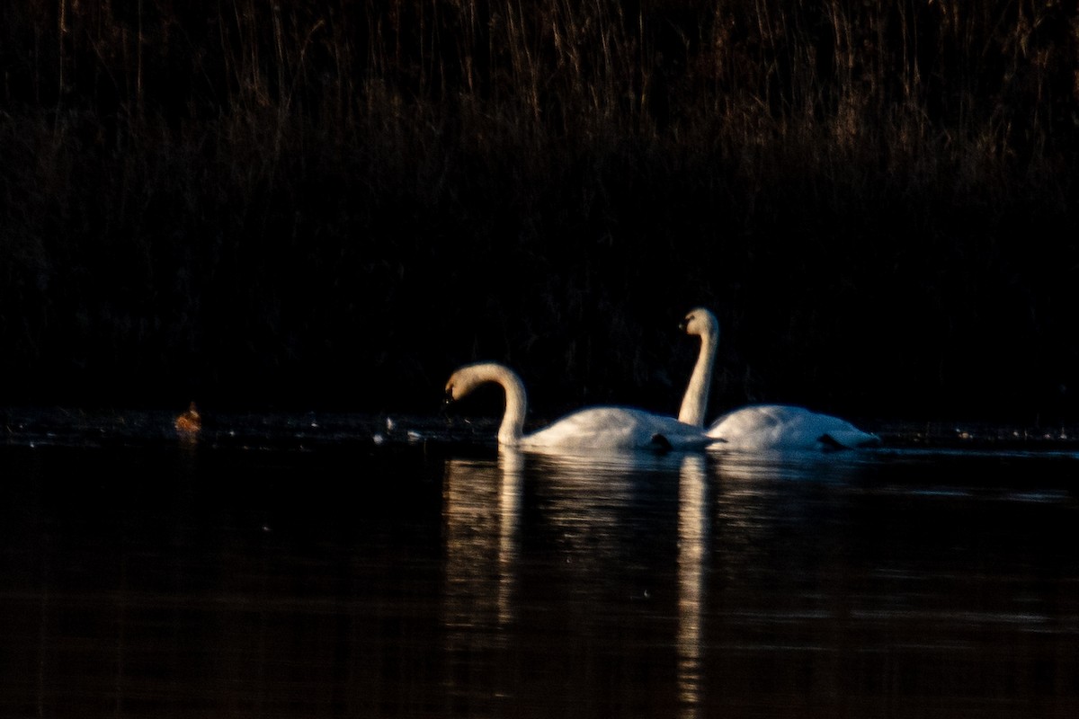 Tundra Swan - ML646346556