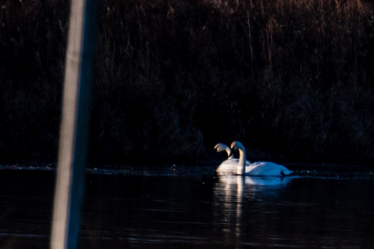 Tundra Swan - ML646346557