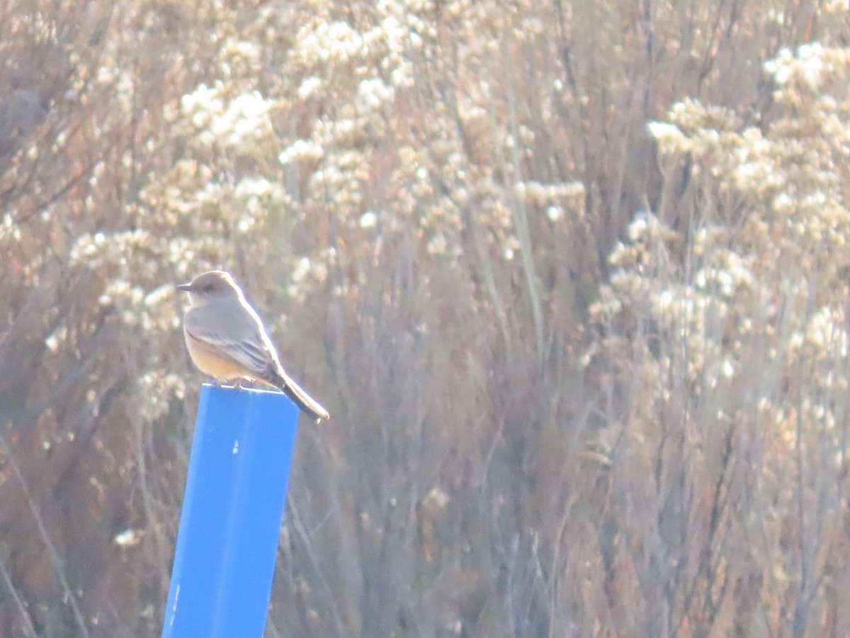 Say's Phoebe - ML646346558