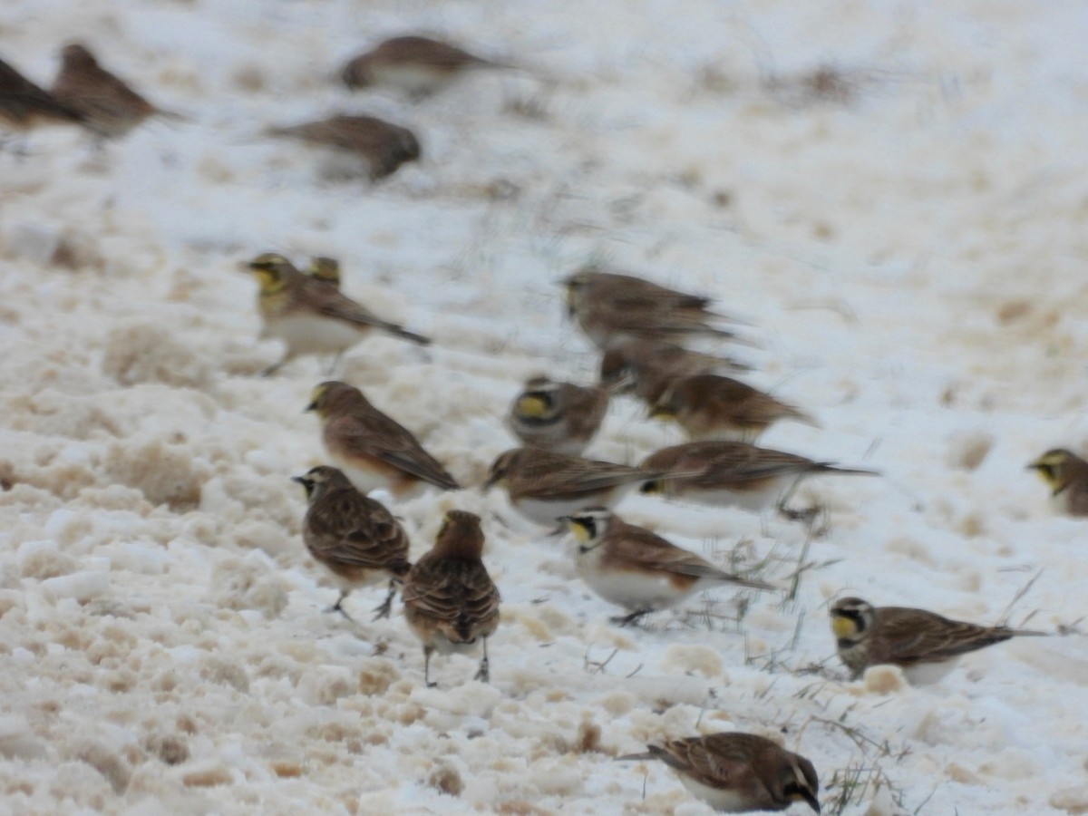 Horned Lark - ML646346559