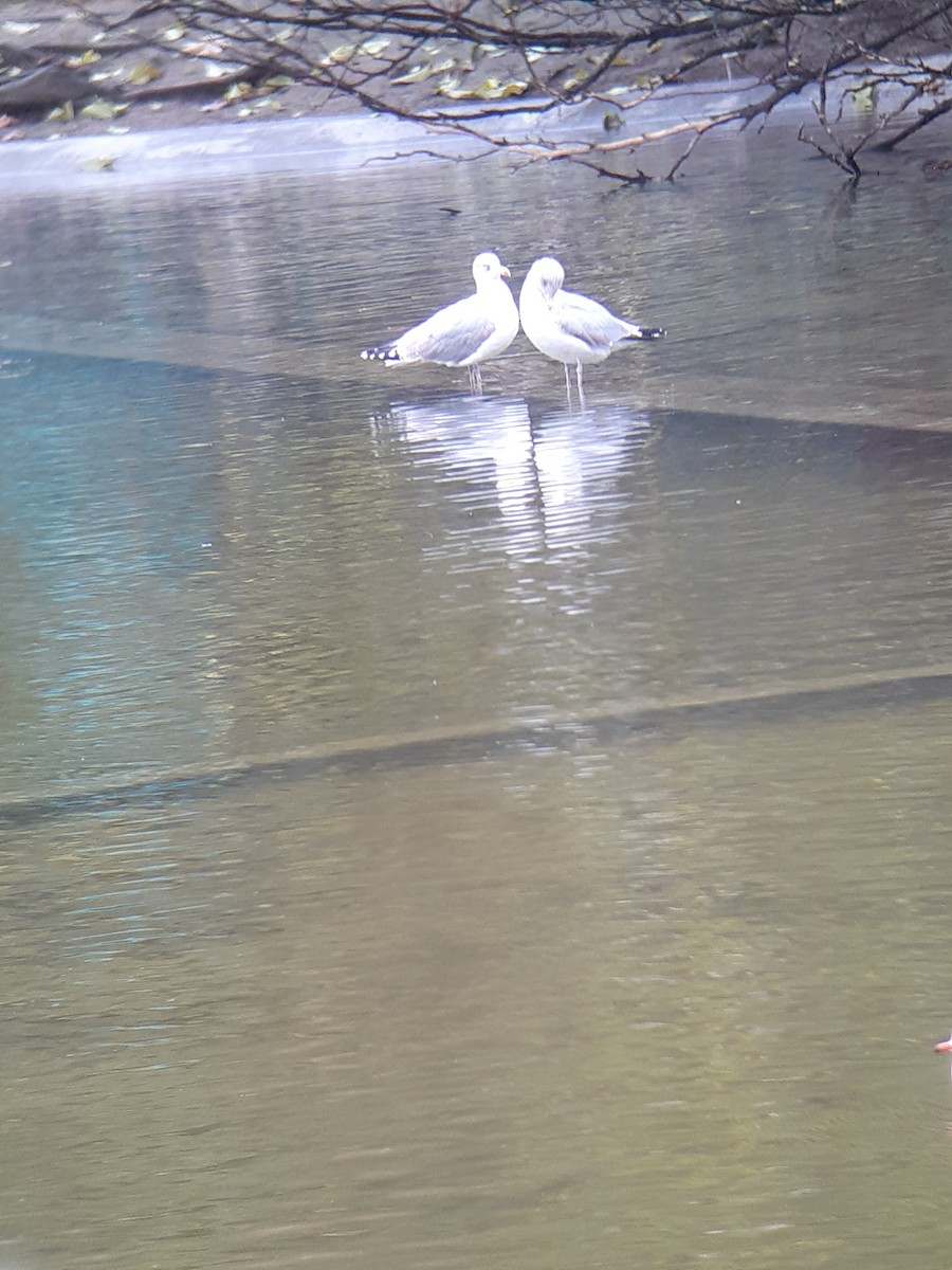 European Herring Gull - ML646346561