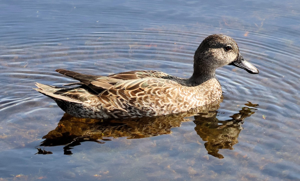 Blauflügelente - ML646346569