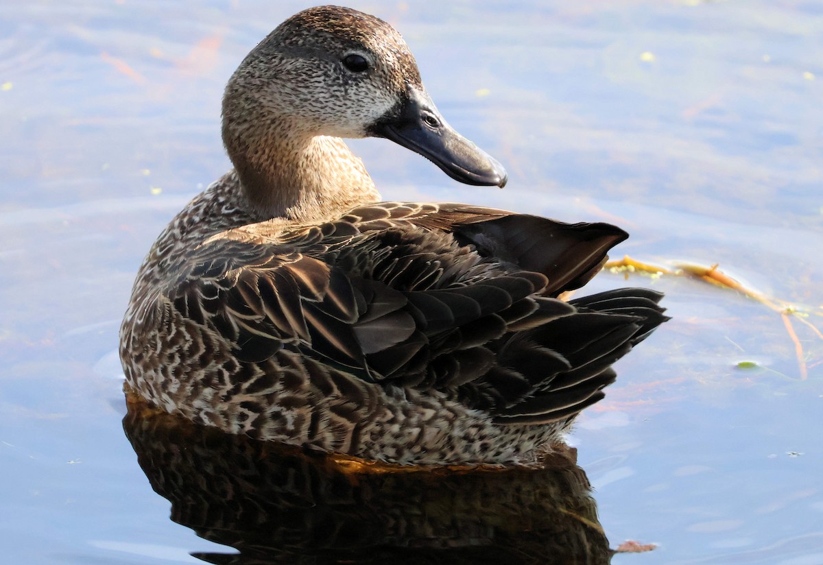 Blauflügelente - ML646346575