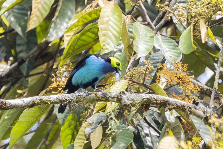 Siebenfarbentangare - ML646346576